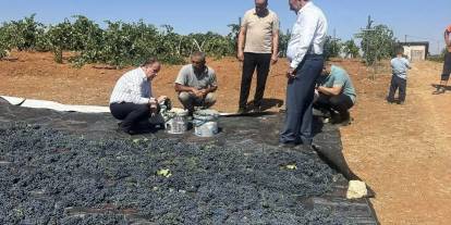 Konya Hadim’de Üzüm Hasadı Başladı
