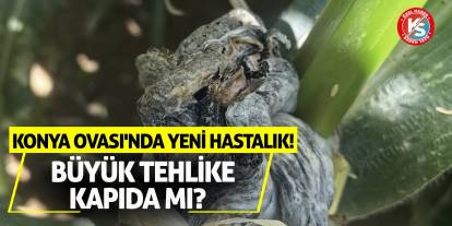 Konya Ovası'nda Yeni Hastalık! Büyük Tehlike Kapıda Mı?