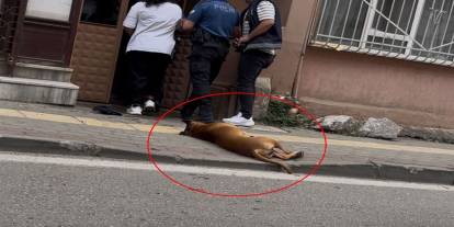 Aile Kavgasına Müdahale Eden Polisleri Köpek ve Sahibi Issırdı!