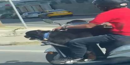 Motosiklet üzerinde köpekle tehlikeli yolculuk