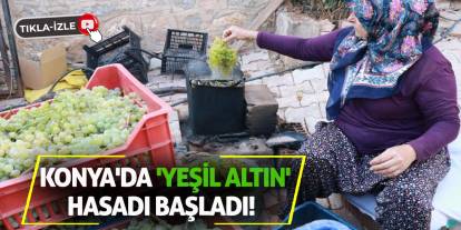 Konya'da 'yeşil altın' hasadı başladı!