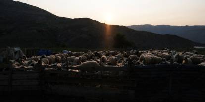 Kahvaltı sofralarına 3 bin rakımdan geliyor
