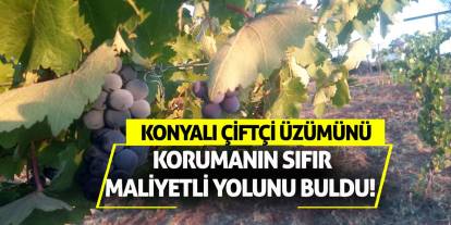 Konyalı çiftçi üzümünü korumanın sıfır maliyetli yolunu buldu!