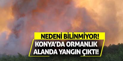Konya’da ormanlık alanda yangın çıktı! Nedeni bilinmiyor!