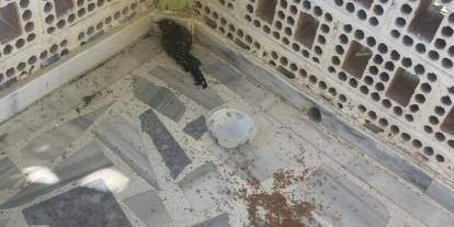 Konya'da yaralı ebabil kuşuna şefkat eli!