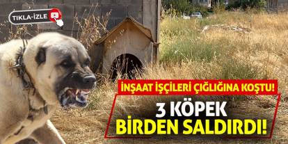 İnşaat İşçileri Çığlığına Koştu! 3 Köpek Birden Saldırdı!