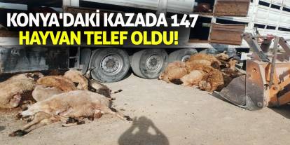 Konya'daki kazada 147 hayvan telef oldu!