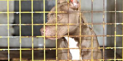 Yasaklı ırk köpeği beslemek pahalıya patladı!