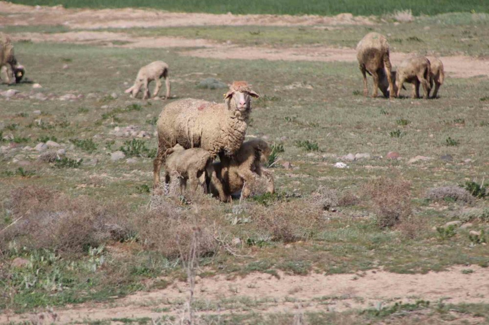 Konya'da havalar ısındı koyunlar meralara çıktı