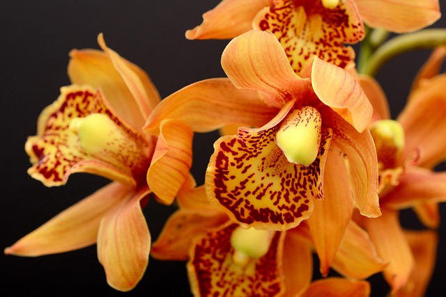 orchids-3778816-640.jpg