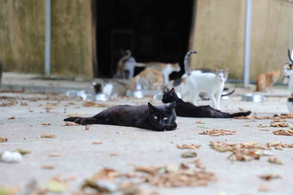 ‘Kedi Kasabası’ Türkiye’de örnek