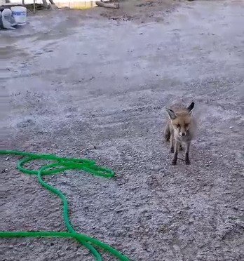 Tilki, kendisini besleyen köylünün tavuklarını yedi