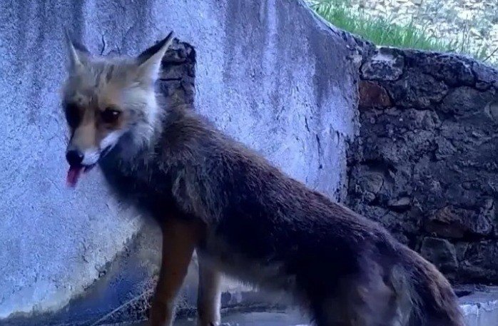 Fotokapana yakalanan minik canlılar gülümsetti