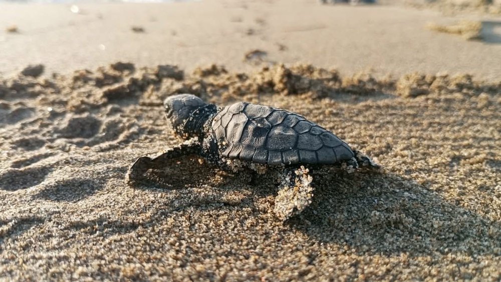 Yuvadan ilk yavru caretta carettalar denize ulaştı